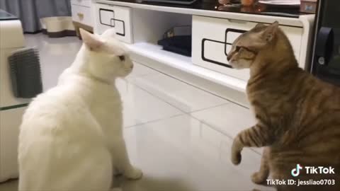 Arguing cats