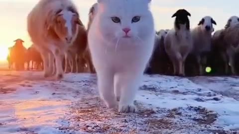"Confident Cat Struts Its Stuff: A Walk with Attitude"Hilarious Cat Moment Hilarious Cats Moment