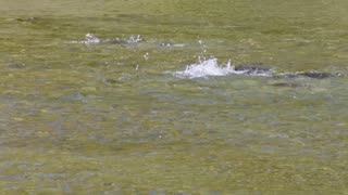 Sockeye Salmon-Spawning