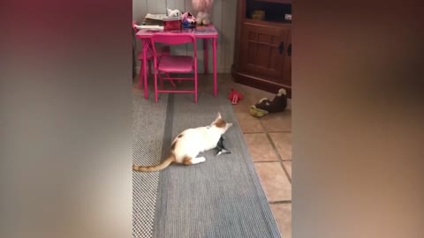 Cat Aggressively Attacks Fake Fish