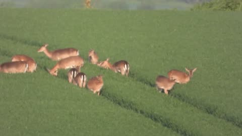Wild Deer Video
