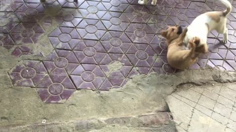 Puppy vs. three puppies! A puppy fights 3 puppies