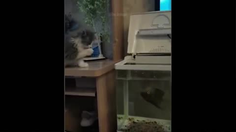 Funny Cats and Fish 😻🐠 Cats Playing With Fish [Funny Pets]