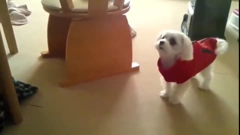 Cute puppy using shirt