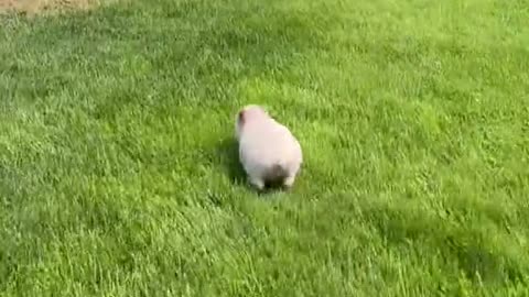 Mini pig is escaping from his owner