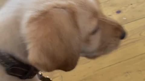 This Dog barks to search something