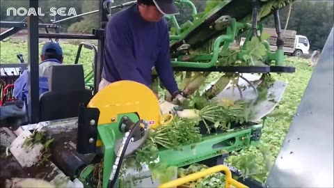 Asian Radish Harvesting Modern Machine - Radish Processing Japan Agriculture Farm