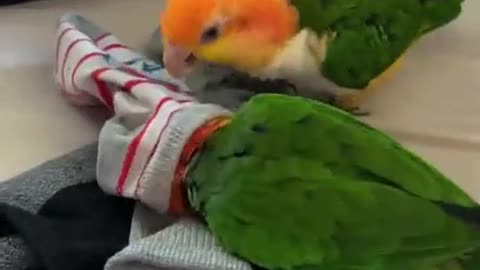 News Break: Doing laundry with parrots.