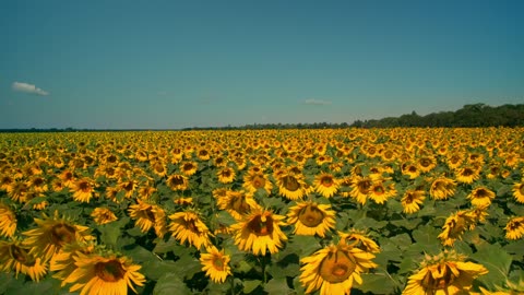 Gigantic field of sunflowers