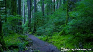 Sleep, Study or Focus with Rain Sounds, White Noise 10 Hours