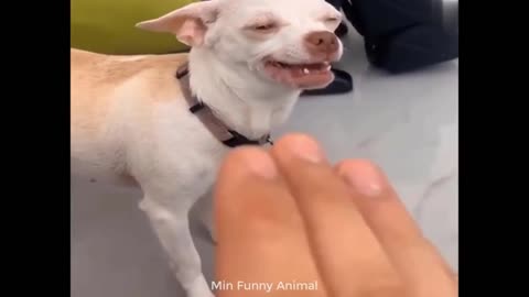 Funniest Animals | Funny Dog | Funny Animals Videos