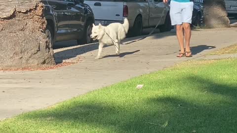 Happy Doggy Strolls Along With His Signature Swagger