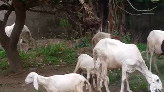 Sheep's feeding on grass
