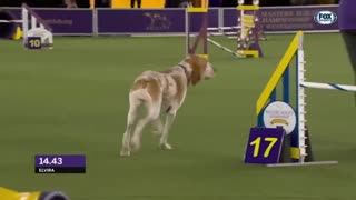 DOG - Best of 2022 Masters Agility Championships from Westminster Kennel Club - DOG
