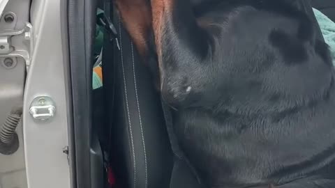 Rottweiler Refuses to Leave Front Seat