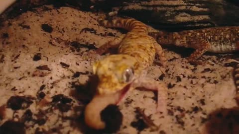 Incredible footage of Lizards attacking their prey in a cave