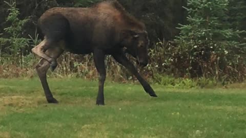 Baby Moose Testing Mama Moose in Yard