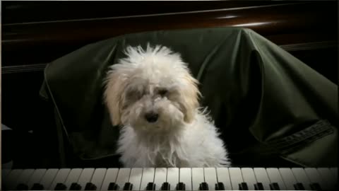 cute puppy video | cute and funny animals video | very cute | cuteanimals09