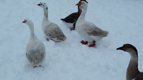 Snow with duck