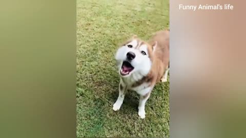 Funniest Animals 2023 😂 Funny Cats and Dogs 🐱🐶 | Funny Animal Videos 2023