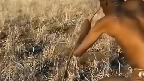 Maasai Fury: Pursuit and Confrontation as Angry Maasai Protect Precious Dog from Leopard Threat!