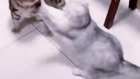 cats are so funny PART 693 FUNNY CAT VIDEOS
