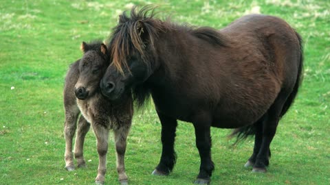 8 MINUTES of CURIOUS SHETLAND PONIES | BEST Relax Music, Meditation, Stress Relief, Calm | TVM