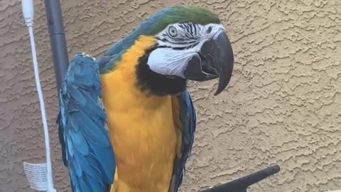 Blu is a dork lol #macaws #parrots