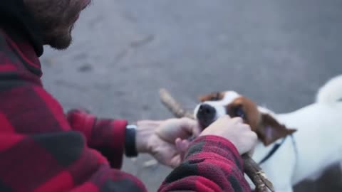 Man and Dog Pet Playing