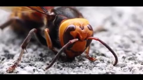 Top 10 MOST DANGEROUS INSECTS IN THE WORLD
