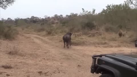 Lion vs Buffalo fight to Death | Wild Animals