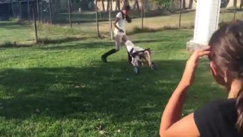 Broken Dog Who Has Been-Thrown-Like-Trash-Could-Takes-His-First-Steps-Our-Dogs