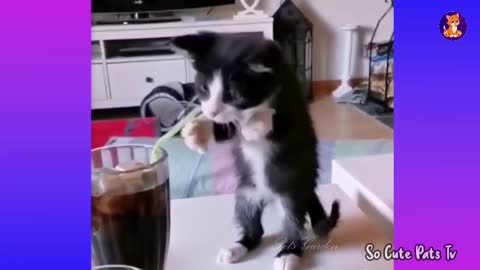 Best of cats 😂 Funny video