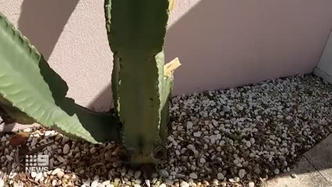 Police are sharpening their focus on two thieves who stole a cactus from a western suburbs store.