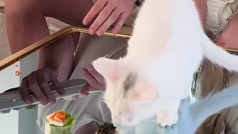 Feeding A cat