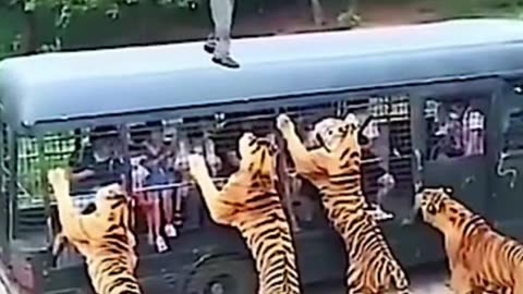 😨CRAZY DUDE STANDING IN CLOSE REACH TO VICIOUS TIGERS#viral #trending😂😂😱😱😱😱😱😱😱😱😂😂😂