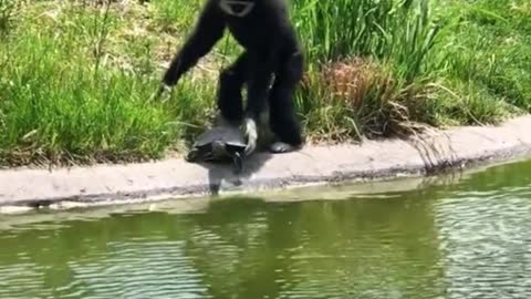 The monkey seems to be afraid of the turtle