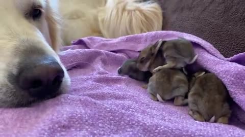 Golden Retriever and Baby Bunnies 9 days old [3 of 4 Bunnies Open Their Eyes]