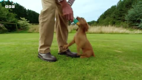 Inquisitive Puppy Learns About Farm Life _ Wonderful World of Puppies _ BBC Earth