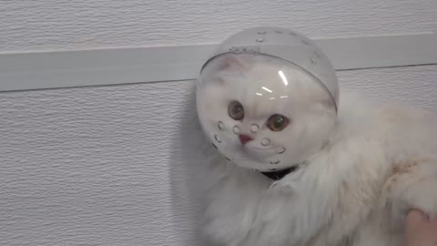 Beautiful cat gets the trouble bubble