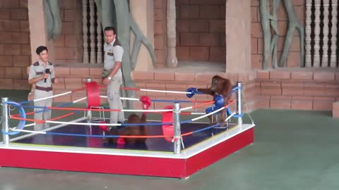 Funny Monkey Show - Orangutan Monkey Boxing