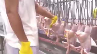Amazing Chicken Factory | Chicken Factory