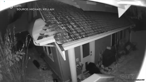 WATCH Mother bear and cubs break into British Columbia home