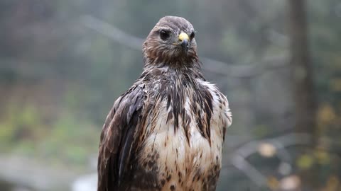 funny and cute wet hawk on winter