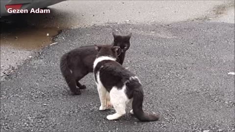 Street Cats meowing and talking