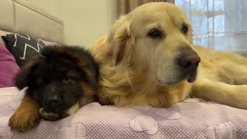 First Steps to Friendship Between a Golden Retriever and German Shepherd Puppy