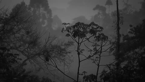 ambient rain with black and white trees 3 hours