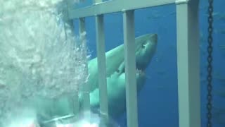 Swimming With A Great White Shark In Guadalupe, Mexico