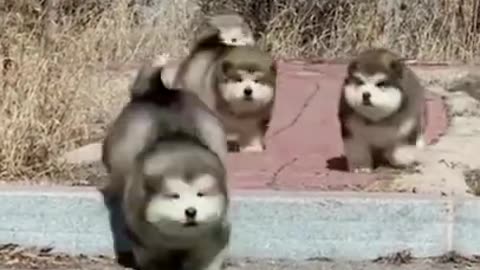 Relentless Journey of Falling Clumsy Malamute Puppies #shorts #viral #shortsvideo #video