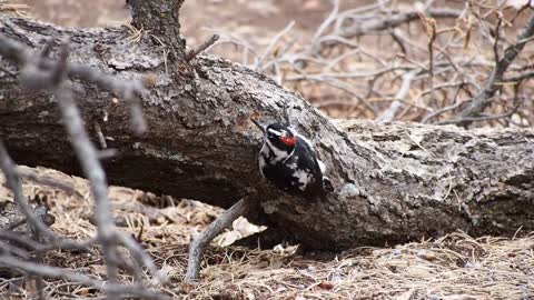 Hairy Woodpecker Bird Woodpecker Feeding Eating 🤩🤩